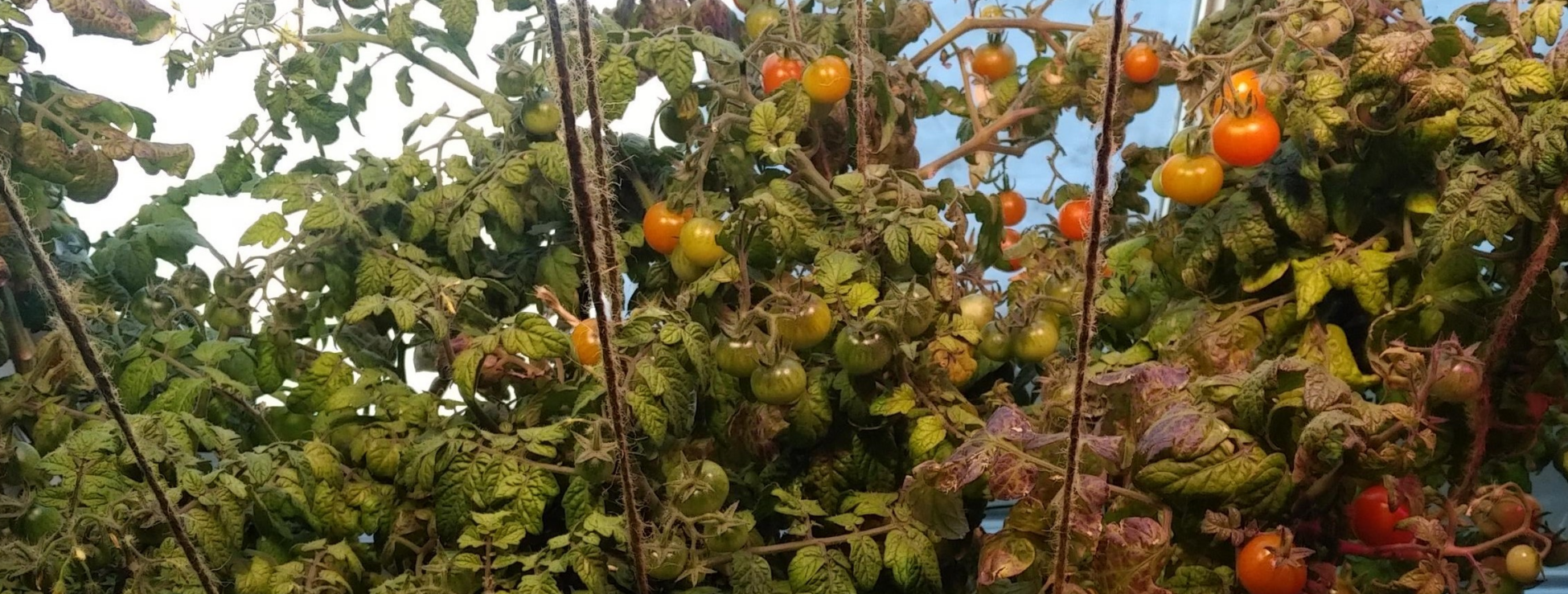 Community Indoor Agriculture